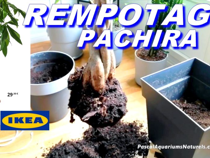 BOUTURER un PACHIRA Aquatica IKEA (Châtaignier de Guyane) en Full Water