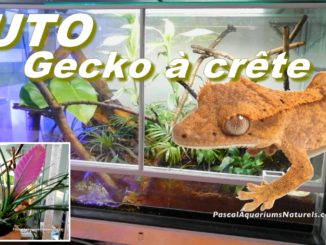 tutoriel gecko à crête