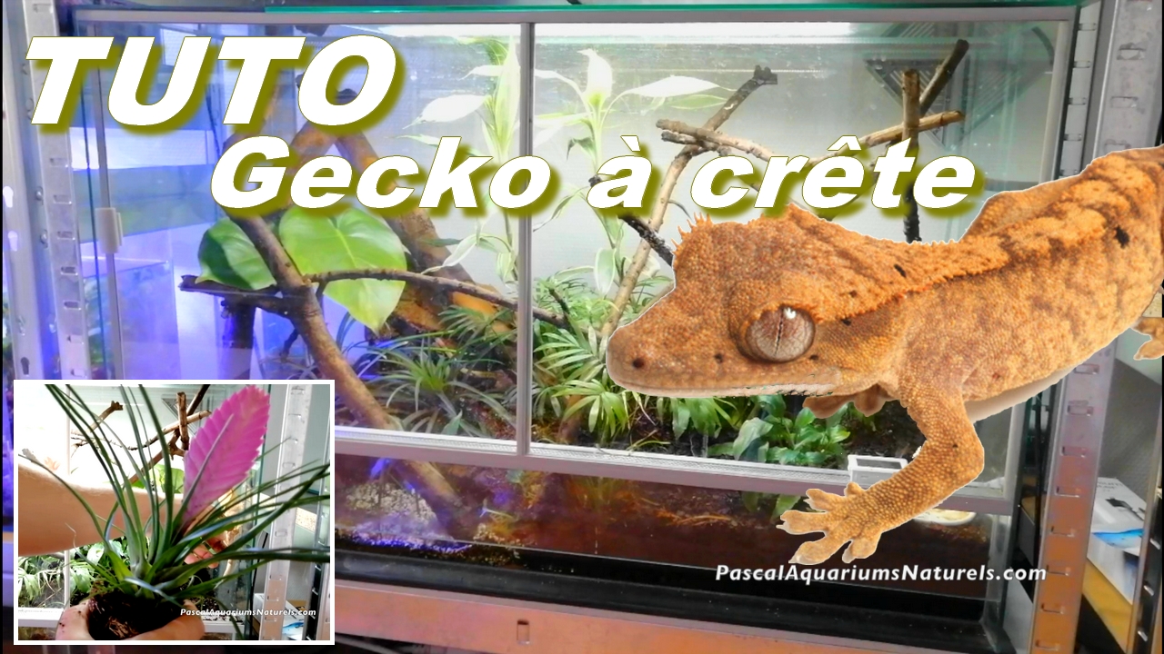 tutoriel gecko à crête