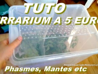tutoriel terrarium à 5 euros