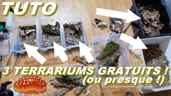 tutoriel 3 terrariums cloportes