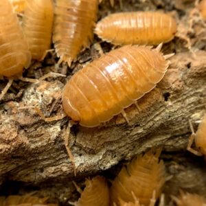 Porcellio-laevis-Orange