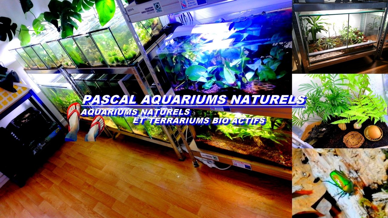pascal aquarium naturels tong